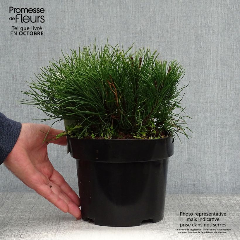 Esimerkki syksyllä toimitetusta Kääpiövuorimänty - Pinus mugo var.pumilio 2 litran/3 litran ruukku-taimesta