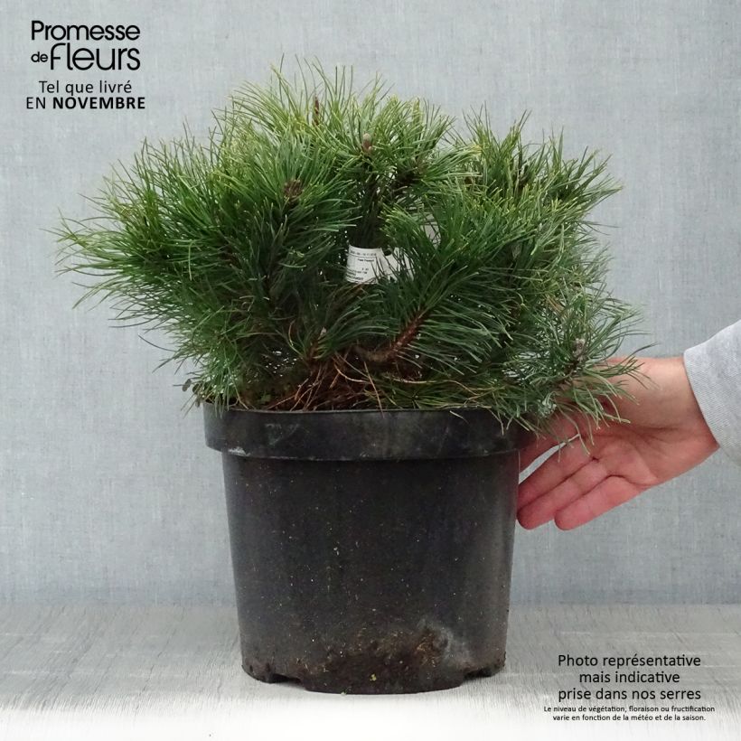Esimerkki syksyllä toimitetusta Kääpiövuorimänty - Pinus mugo var.pumilio 7,5 litran / 10 litran ruukku-taimesta
