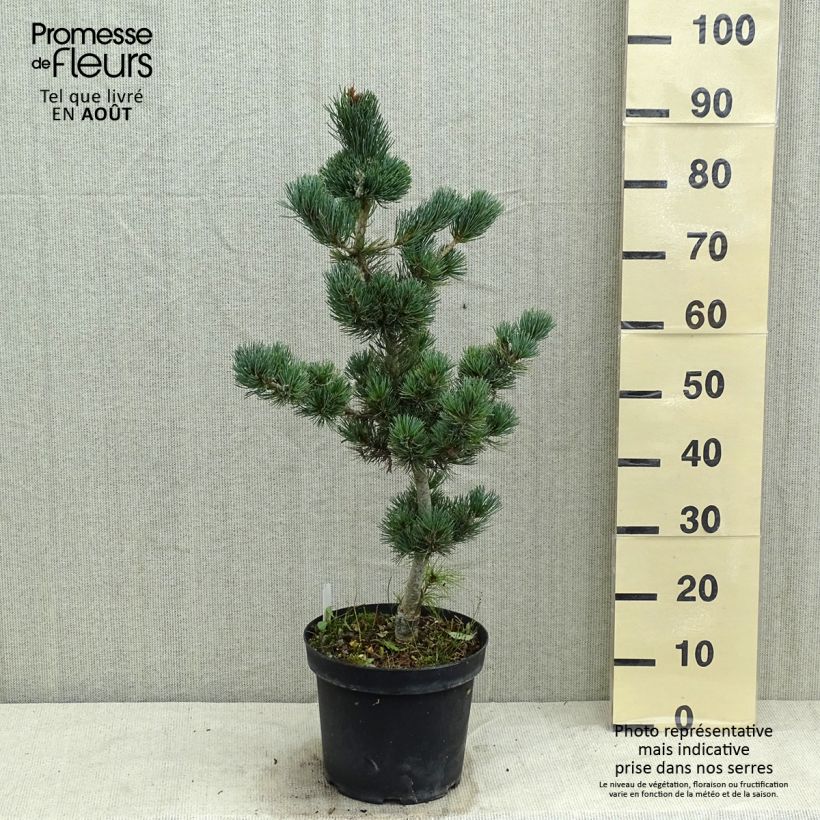 Esimerkki kesällä toimitetusta Neidonmänty Azumi Goye Pot de 7,5L/10L-taimesta