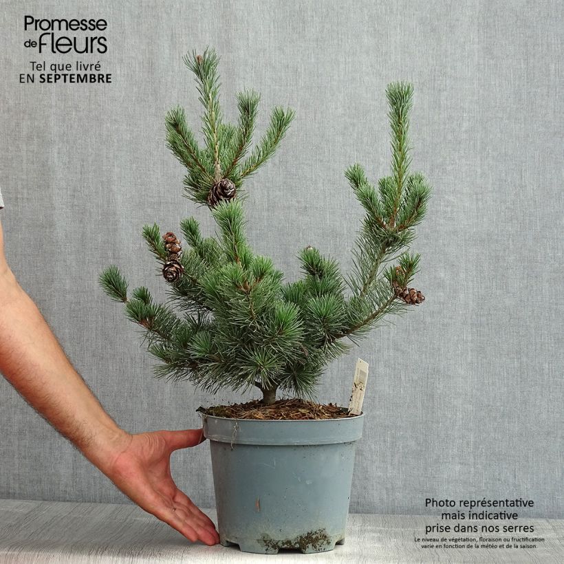 Esimerkki kesällä toimitetusta Neidonmänty Glauca Pot de 4L/5L-taimesta