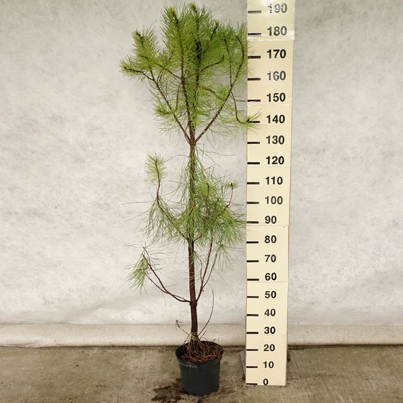 Esimerkki kesällä toimitetusta Rannikkomänty - Pinus pinaster Ruukku 7,5L / 10L-taimesta