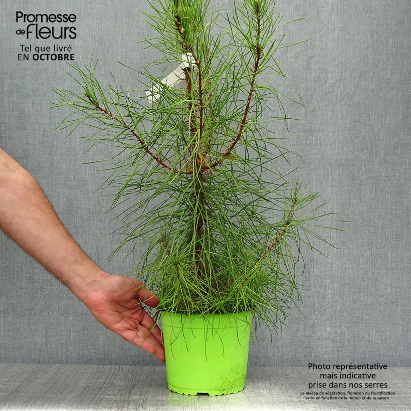 Esimerkki syksyllä toimitetusta Rannikkomänty - Pinus pinaster 2 litran/3 litran ruukku-taimesta
