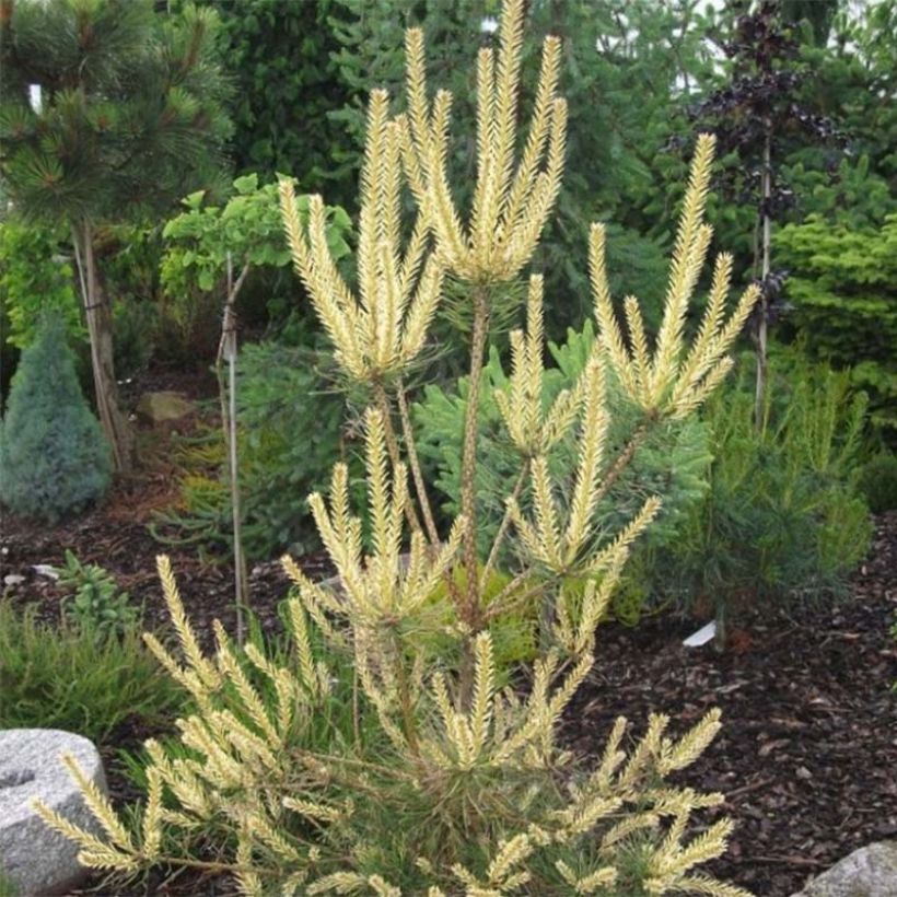 Mänty Bialogon (Lehvistö)