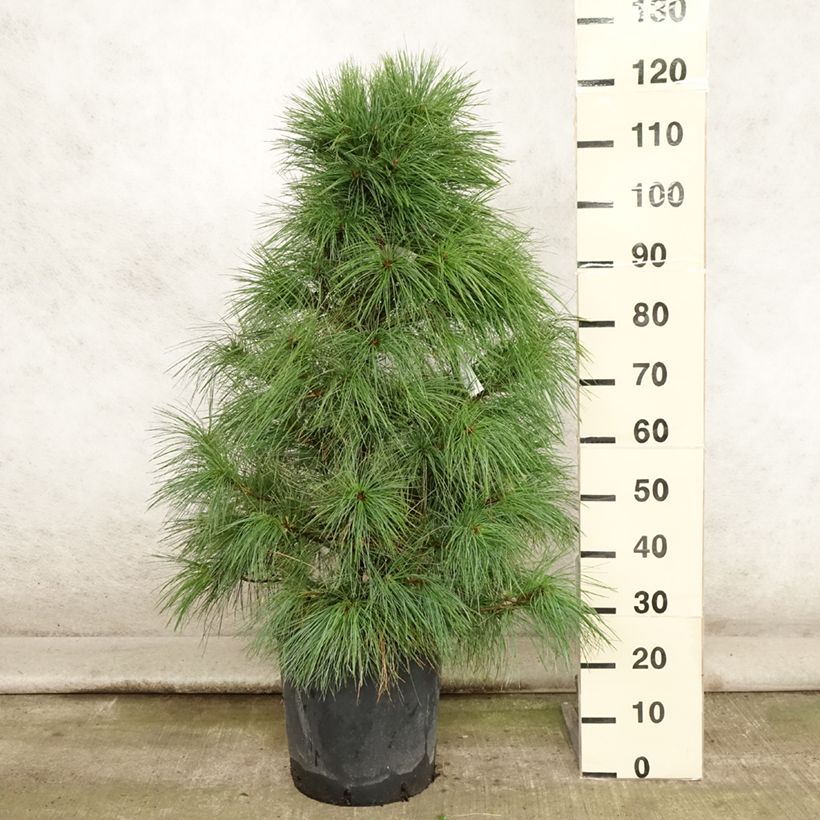 Esimerkki kesällä toimitetusta Kyynelmänty - Pinus wallichiana Ruukku 18L / 20L-taimesta