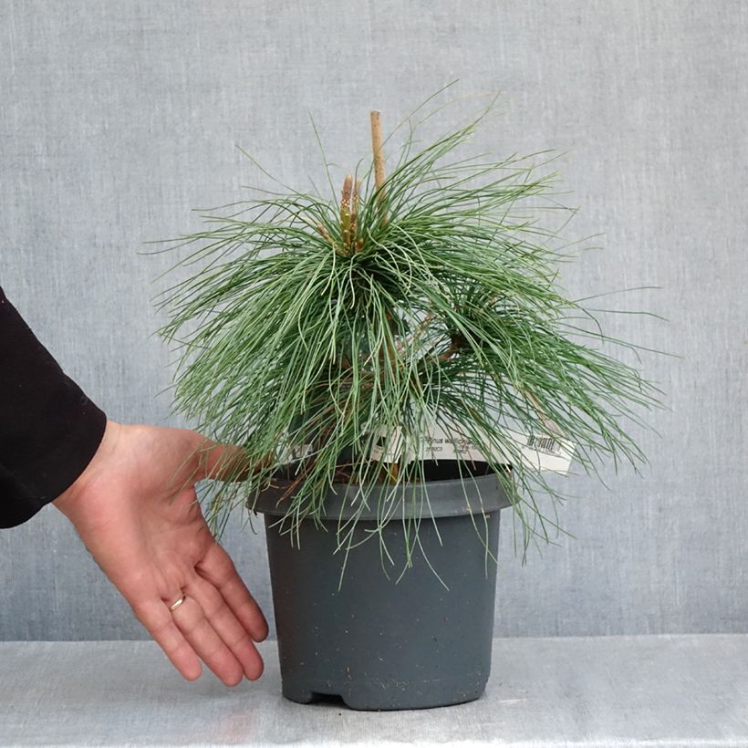Esimerkki syksyllä toimitetusta Kyynelmänty - Pinus wallichiana 3 litran/4 litran ruukku-taimesta