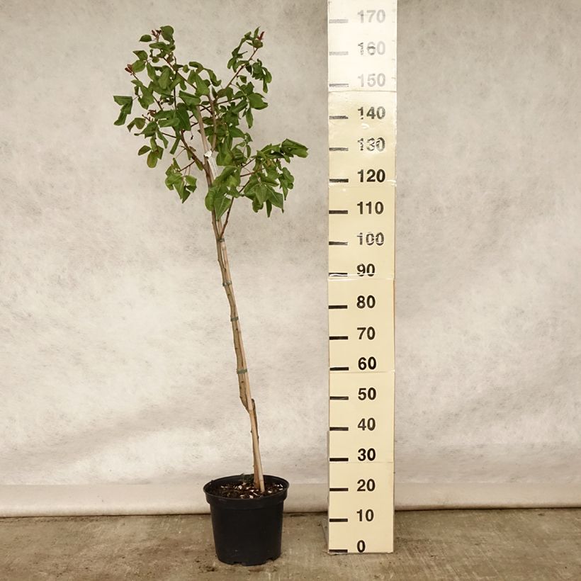 Esimerkki kesällä toimitetusta Pistachier femelle Kerman - Pistacia vera  Pot de 7,5L/10L, Demi-Tige-taimesta