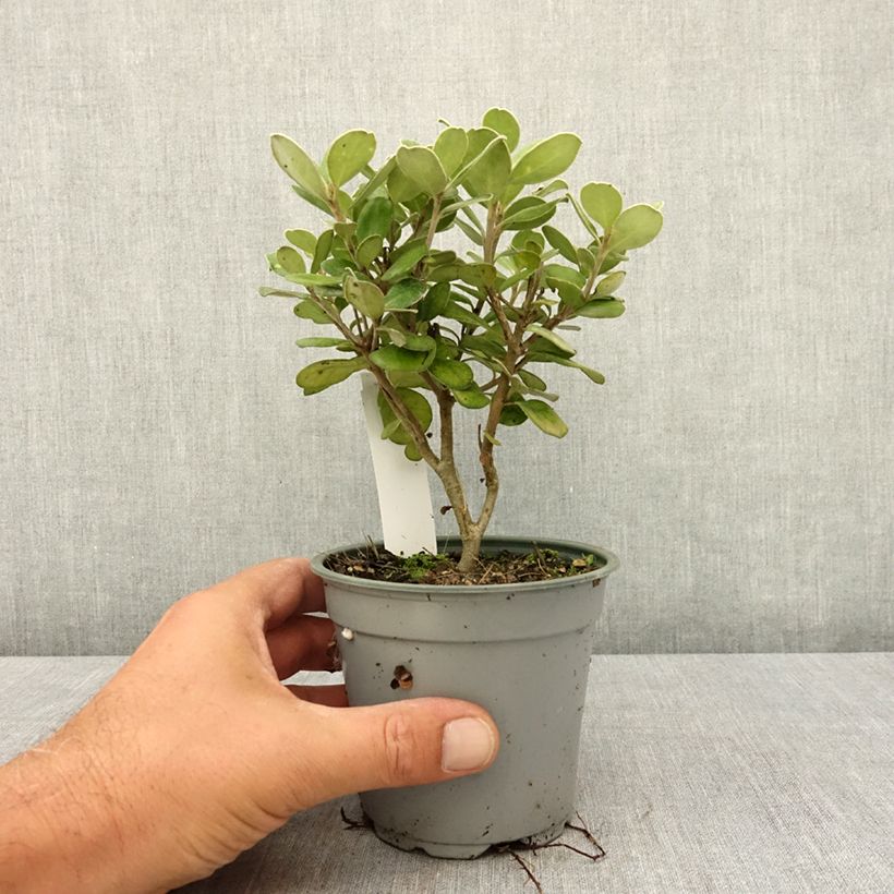 Esimerkki kesällä toimitetusta Pittosporum crassifolium Pot Belly 12 cm / 13 cm ruukku-taimesta