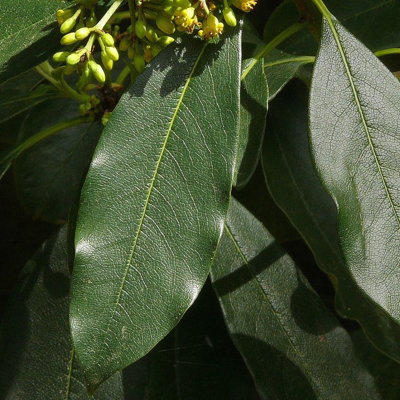 Pittosporum daphniphylloides (Lehvistö)