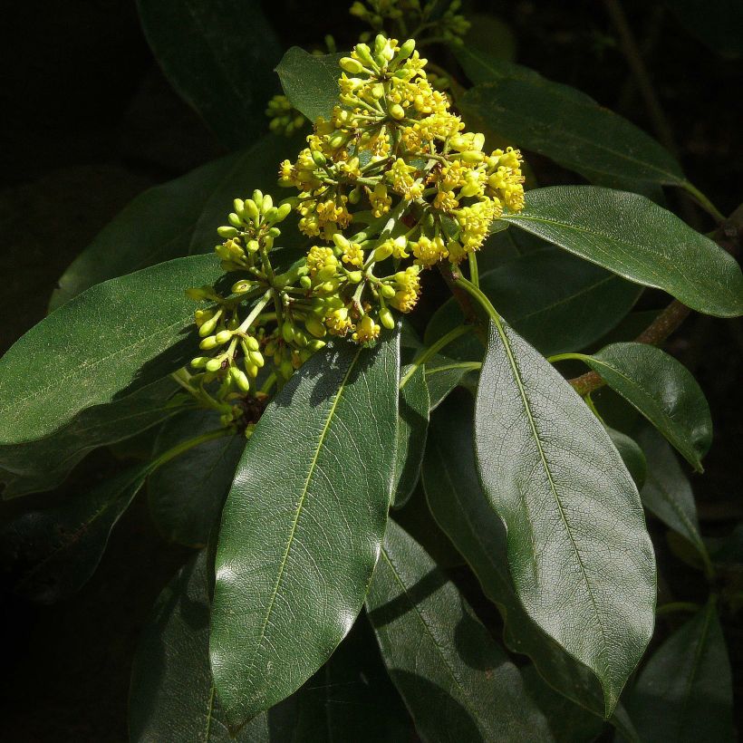 Pittosporum daphniphylloides (Kukinta)