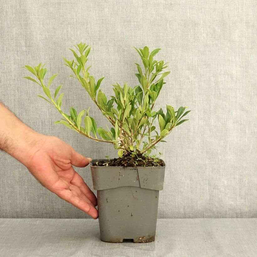 Esimerkki kesällä toimitetusta Pittosporum Jule1 Green Mound 2 litran/3 litran ruukku-taimesta