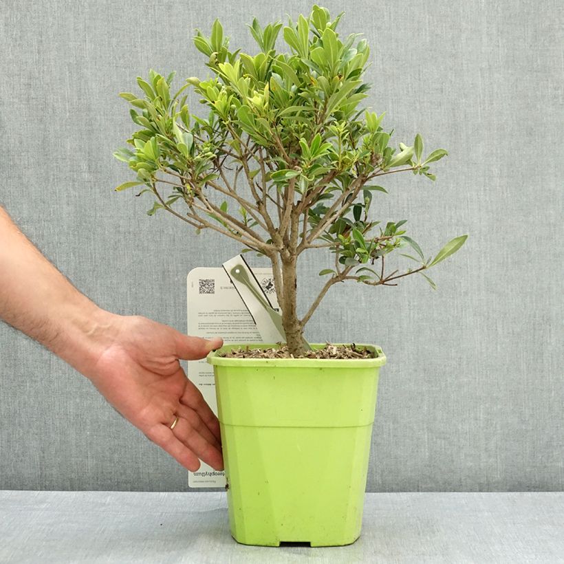 Esimerkki kesällä toimitetusta Pittosporum Jule1 Green Mound 3 litran/4 litran ruukku-taimesta