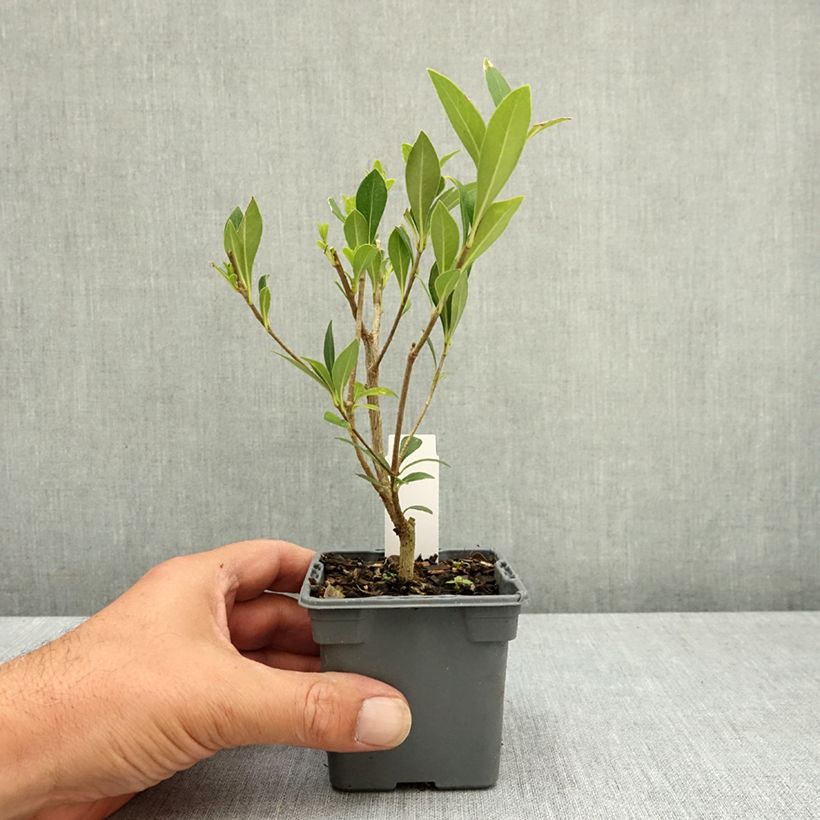 Esimerkki kesällä toimitetusta Pittosporum heterophyllum 8/9 cm taimiruukku-taimesta