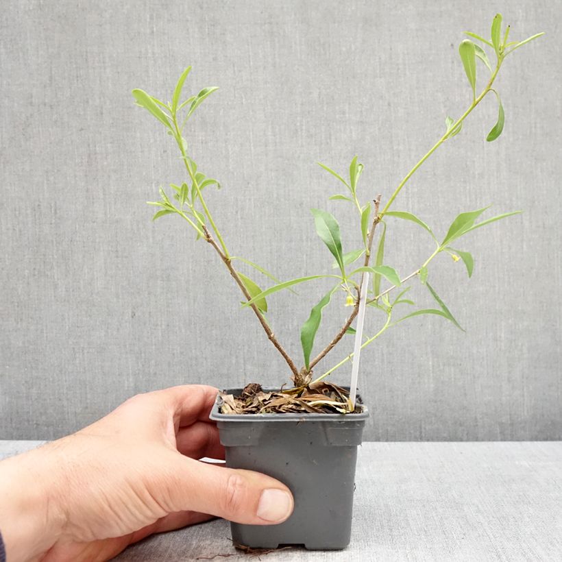 Esimerkki keväällä toimitetusta Pittosporum heterophyllum Taimiruukku 8/9 cm-taimesta