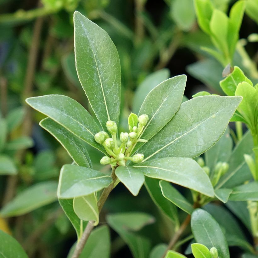 Pittosporum heterophyllum Quissac (Lehvistö)