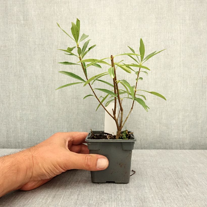 Esimerkki kesällä toimitetusta Pittosporum heterophyllum Quissac 8/9 cm taimiruukku-taimesta