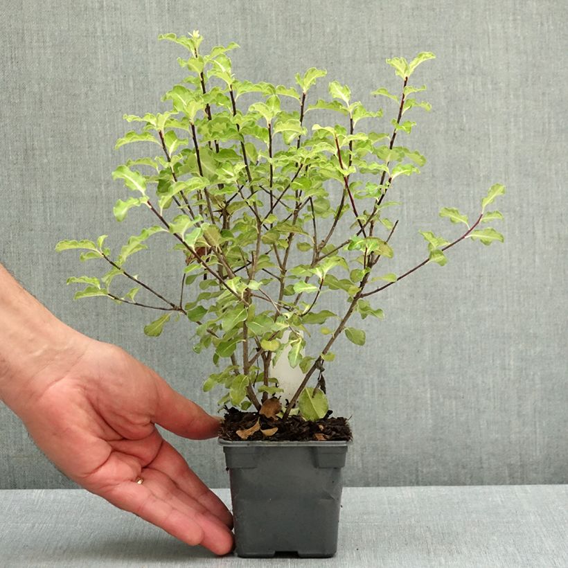 Esimerkki keväällä toimitetusta Poimukielopuu Abbotsbury Gold Taimiruukku 8/9 cm-taimesta