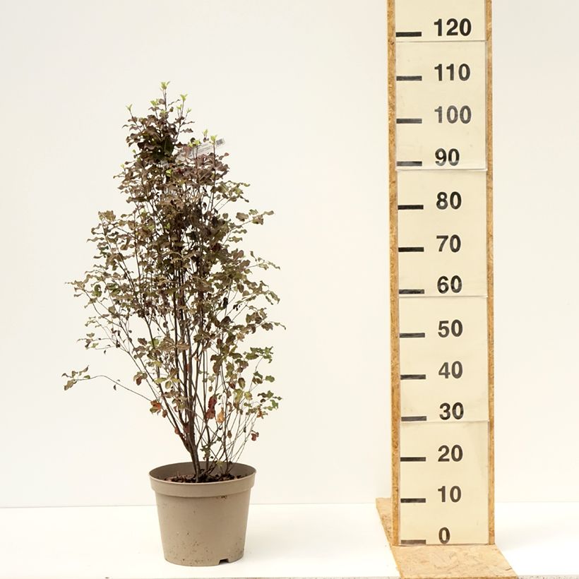 Esimerkki kesällä toimitetusta Poimukielopuu Dark Diva Pot de 4L/5L-taimesta