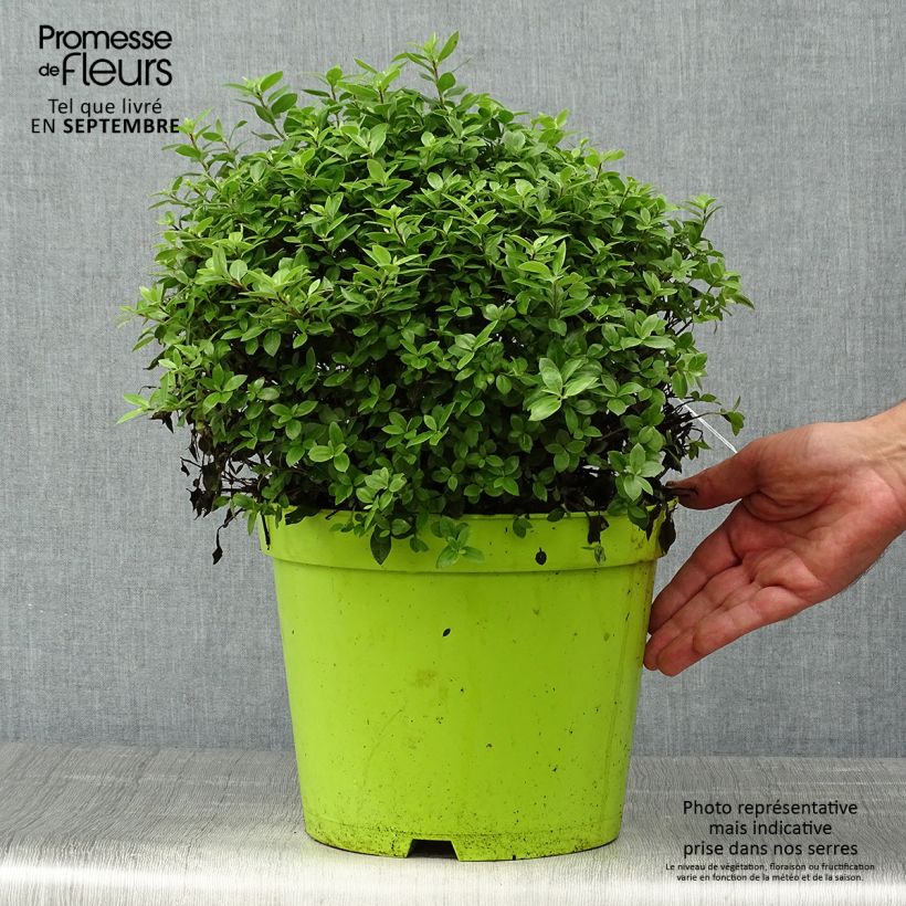 Esimerkki syksyllä toimitetusta Pittosporum tenuifolium Golf ball - Pittosporum à petites feuilles Pot de 7,5L/10L, Boule, Boule 30/40-taimesta