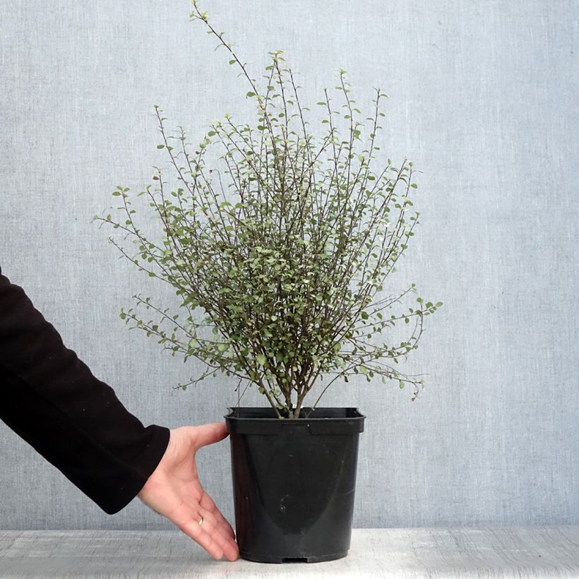 Esimerkki talvella toimitetusta Pittosporum tenuifolium Green Elf Pot de 4L/5L-taimesta