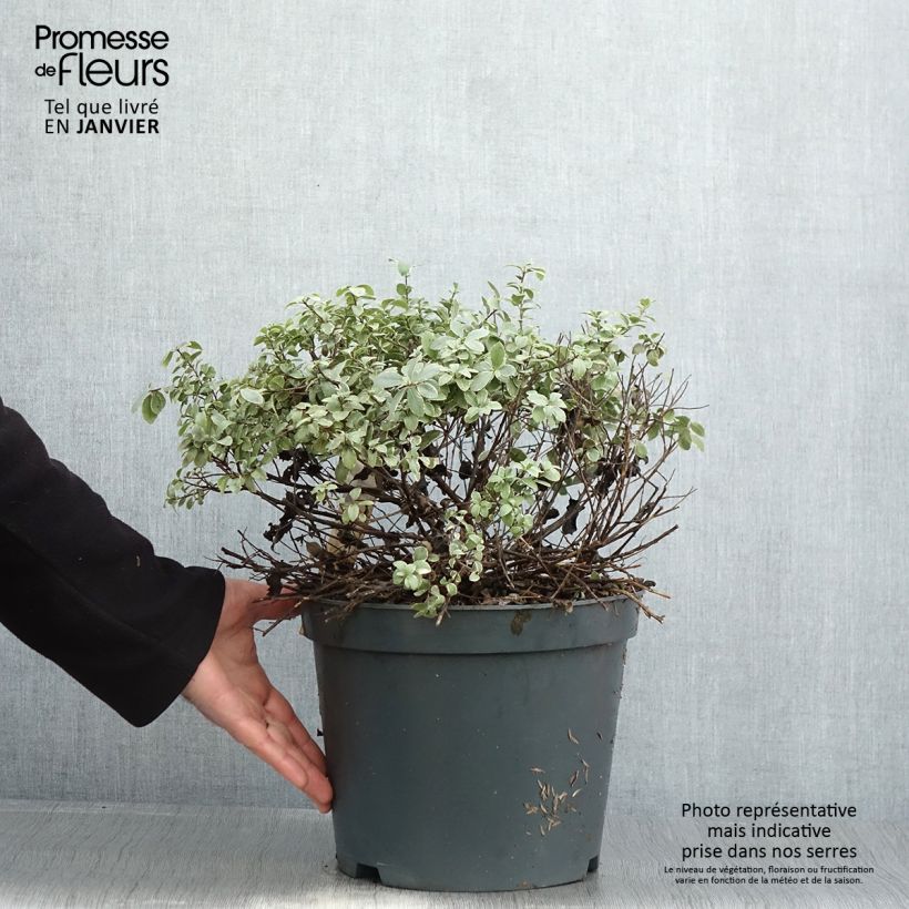 Esimerkki talvella toimitetusta Pittosporum tenuifolium Silver Ball Pot de 7,5L/10L, Boule, Boule 30/40-taimesta