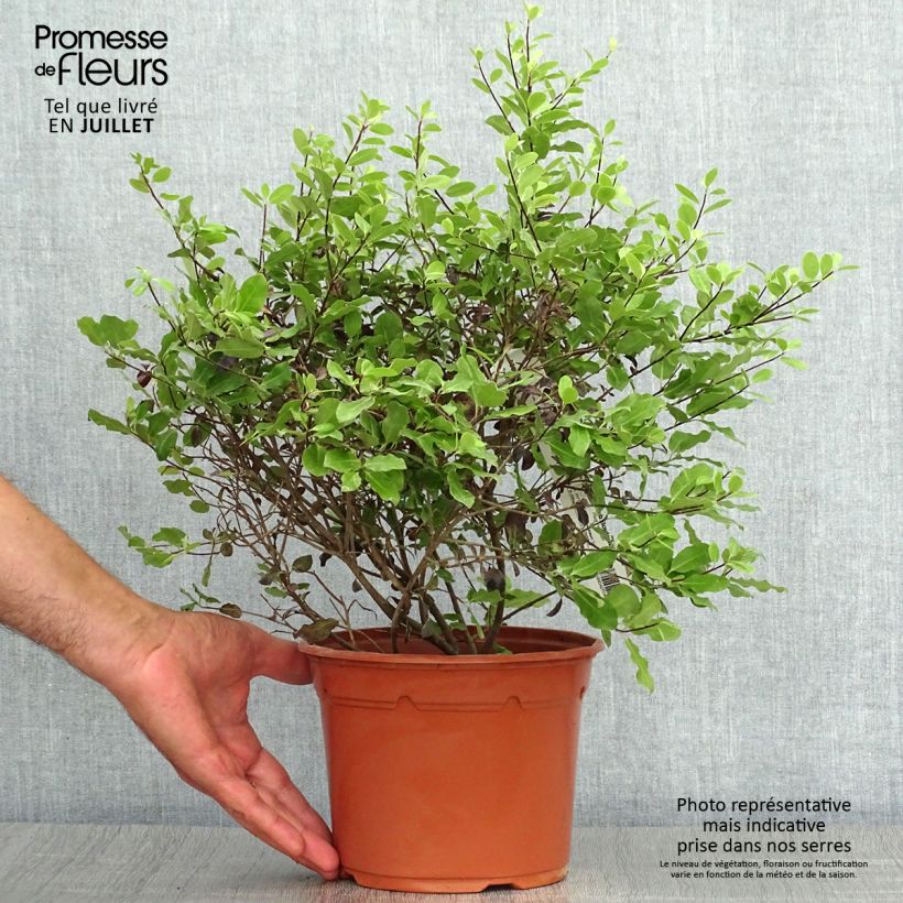 Esimerkki kesällä toimitetusta Poimukielopuu Tom Thumb Pot de 2L/3L-taimesta
