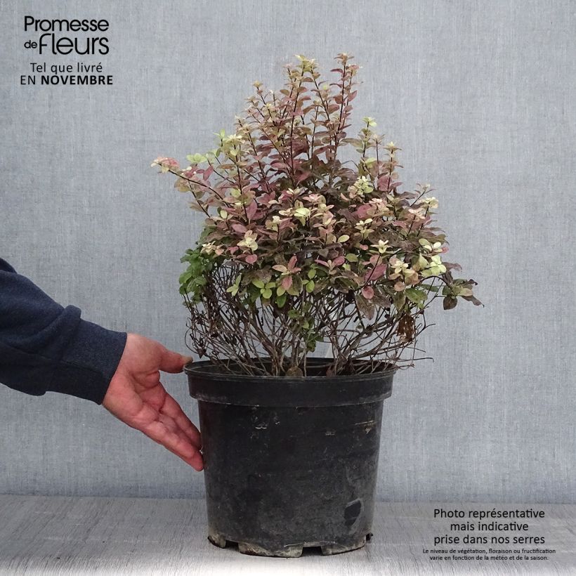 Esimerkki syksyllä toimitetusta Pittosporum tenuifolium Tom Thumb - Pittosporum à petites feuilles Pot de 6L/7L-taimesta
