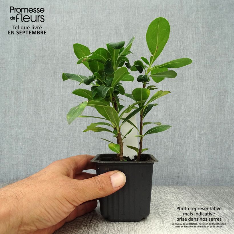 Esimerkki syksyllä toimitetusta Kiiltokielopuu - Pittosporum tobira 8/9 cm taimiruukku-taimesta