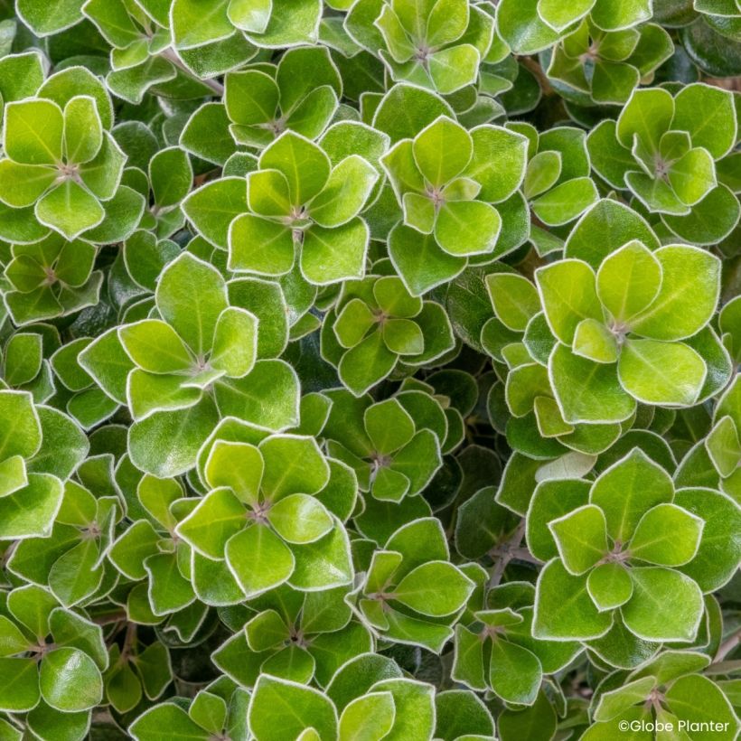 Pittosporum crassifolium Pot Belly (Lehvistö)