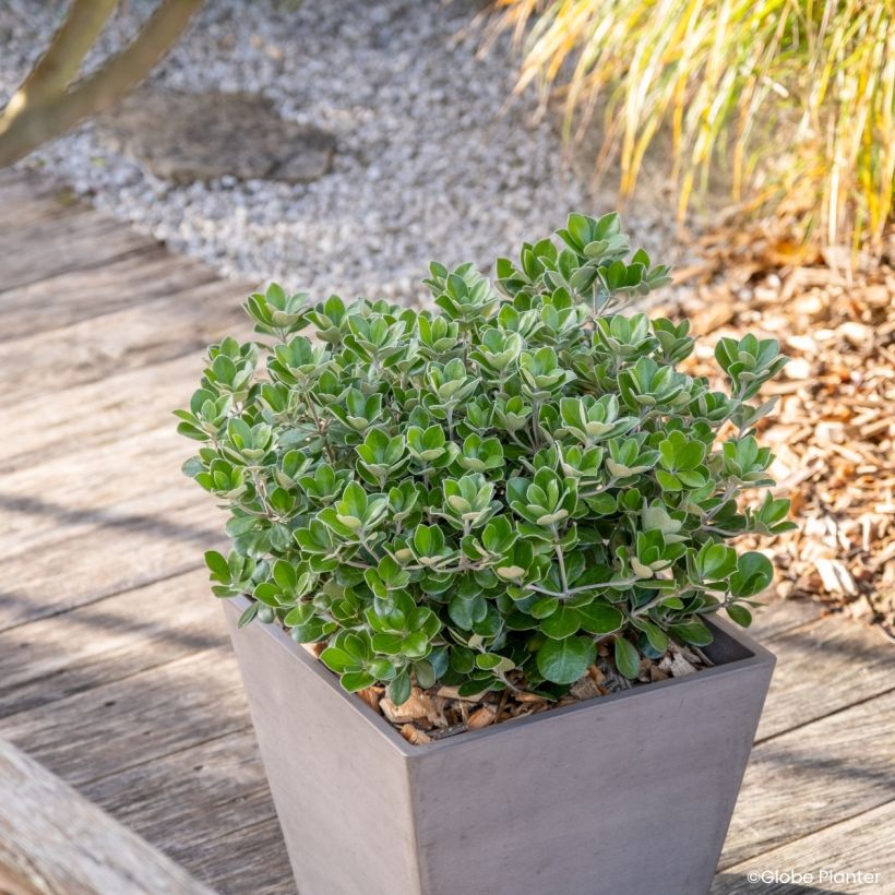 Pittosporum crassifolium Pot Belly (Kasvutapa)