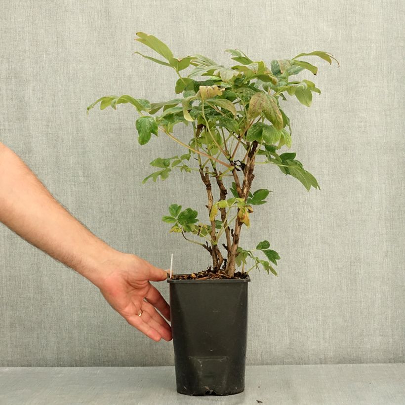 Esimerkki kesällä toimitetusta Pensaspioni Bai Yuan Hong Xia 2 litran/3 litran ruukku-taimesta