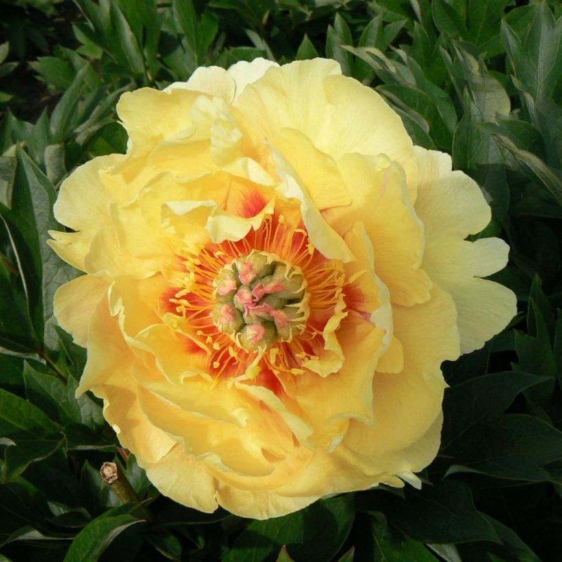Itoh-pensaspioni Garden Treasure (Kukinta)