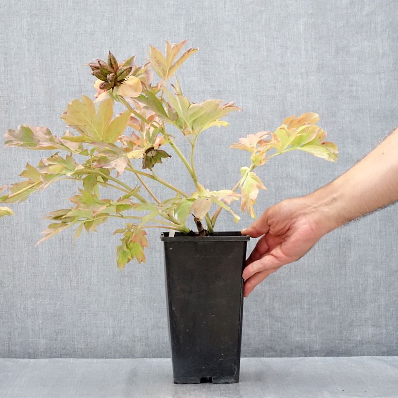 Esimerkki kesällä toimitetusta Itoh-pensaspioni Garden Treasure 4 litran/5 litran ruukku-taimesta