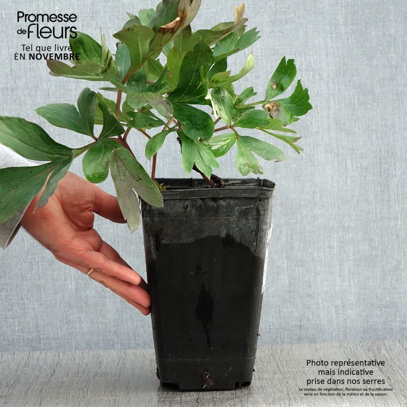 Esimerkki syksyllä toimitetusta Itoh-pensaspioni Morning Lilac 3 litran/4 litran ruukku-taimesta