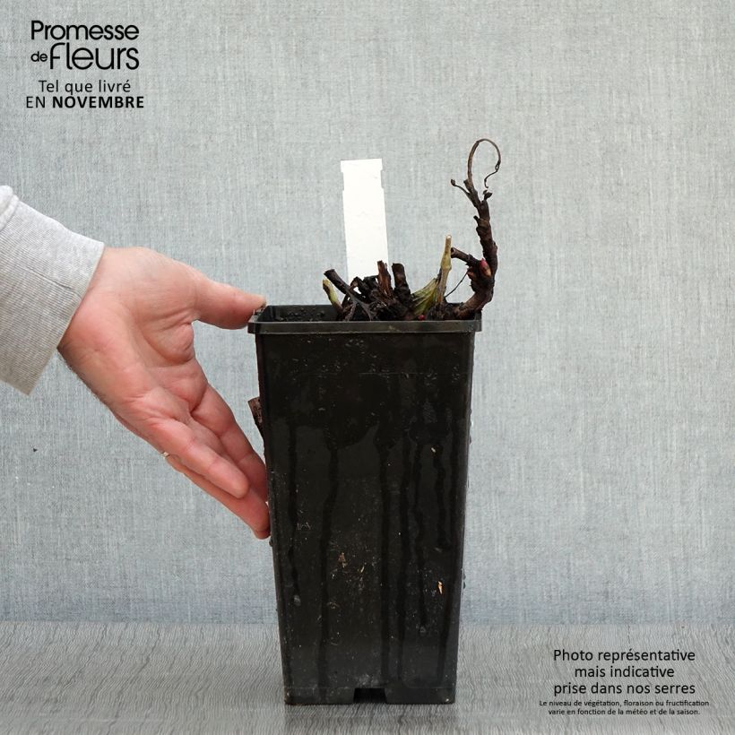 Esimerkki syksyllä toimitetusta Pivoine Itoh Old Rose Dandy Pot de 3L/4L-taimesta