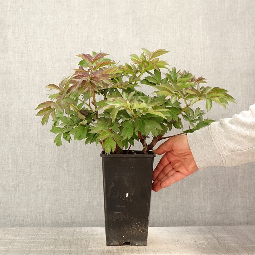 Esimerkki keväällä toimitetusta Itoh-pensaspioni Old Rose Dandy Pot de 3L/4L-taimesta