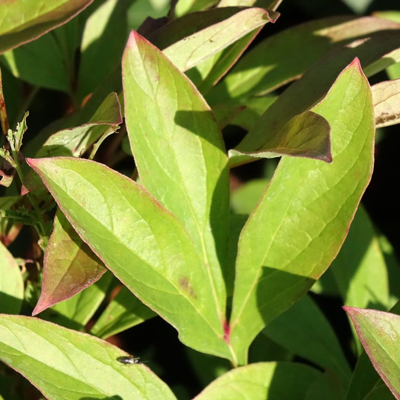 Kiinanpioni Amabilis (Lehvistö)