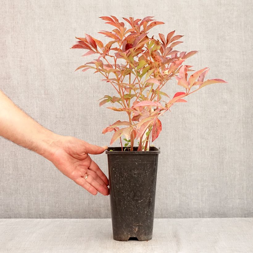 Esimerkki kesällä toimitetusta Kiinanpioni Bouquet Perfect 3 litran/4 litran ruukku-taimesta
