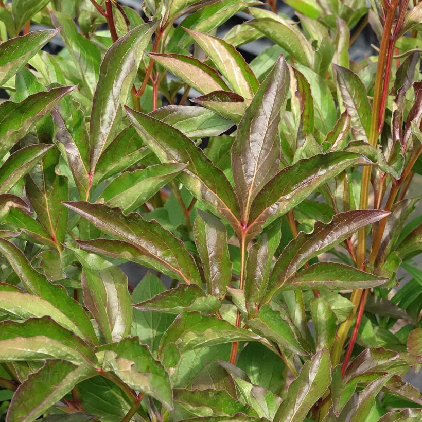 Kiinanpioni Duchesse de Nemours (Lehvistö)