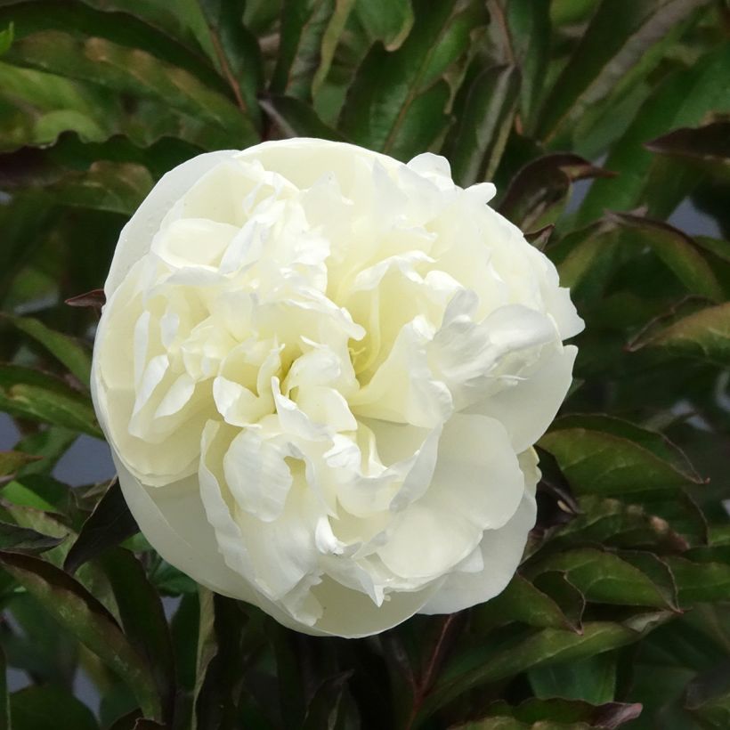 Kiinanpioni Duchesse de Nemours (Kukinta)