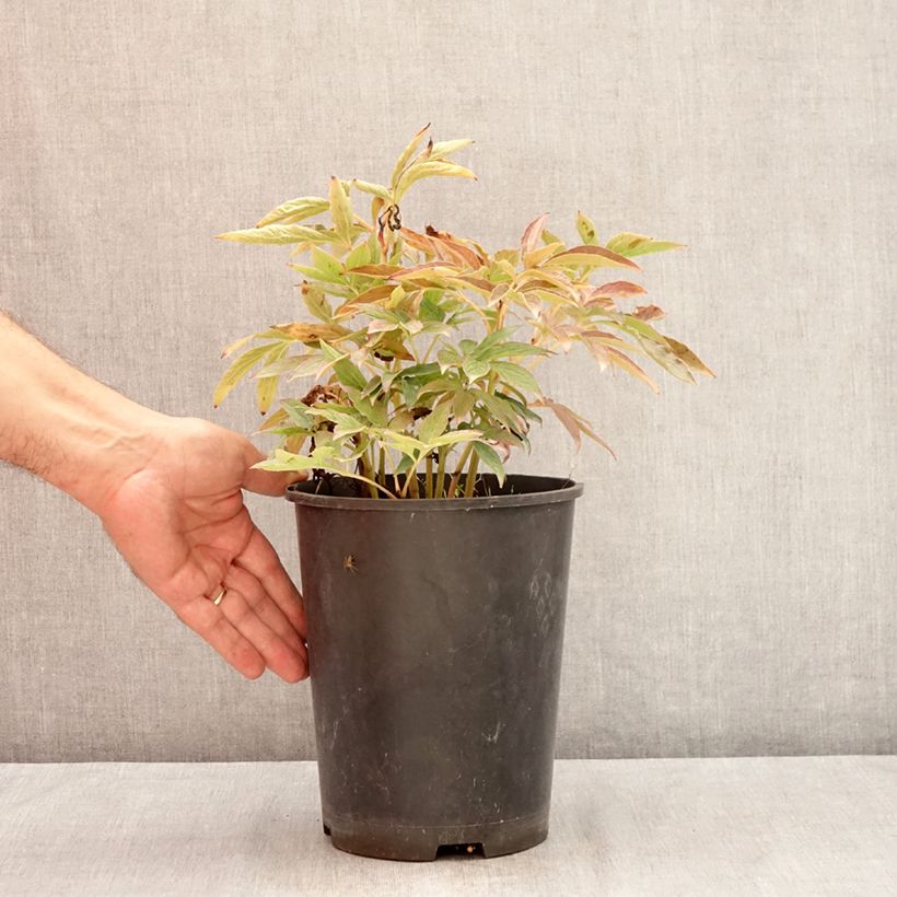 Esimerkki kesällä toimitetusta Kiinanpioni Fleur de Pêcher Pot de 3L/4L-taimesta