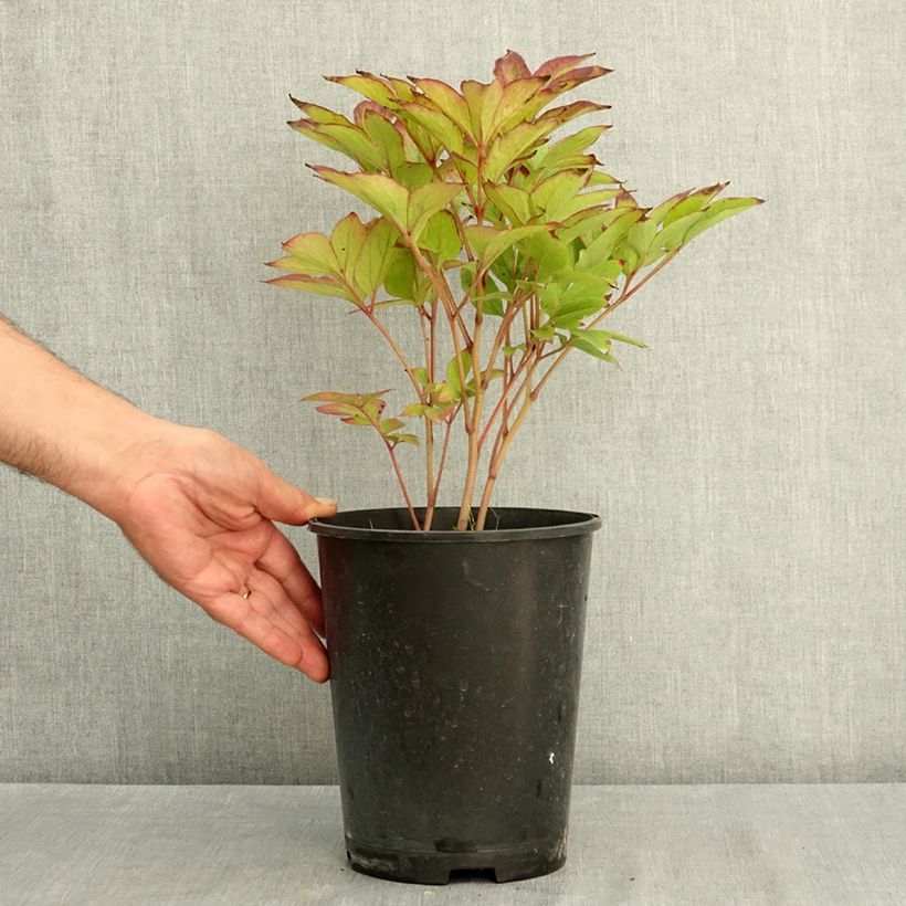Esimerkki kesällä toimitetusta Kiinanpioni Green Lotus 3 litran/4 litran ruukku-taimesta