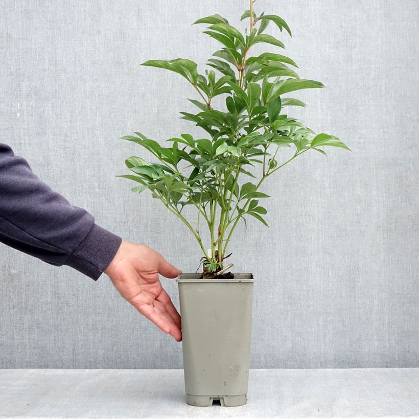 Esimerkki keväällä toimitetusta Kiinanpioni Lady Orchid 3 litran/4 litran ruukku-taimesta