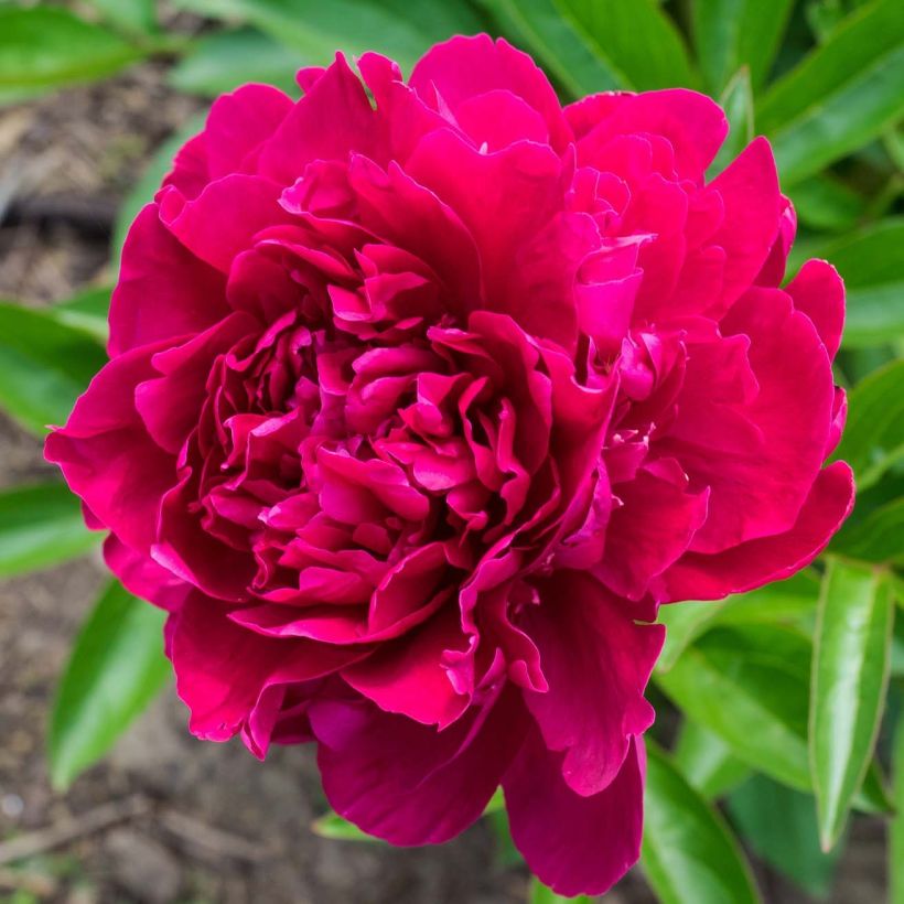 Kiinanpioni Paeonia (Kukinta)