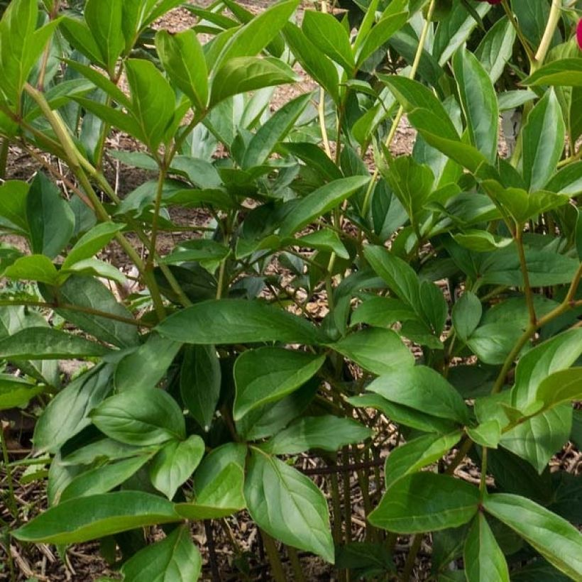 Kiinanpioni Paeonia (Lehvistö)