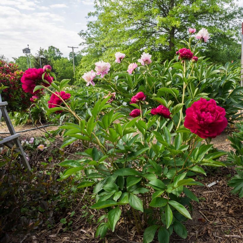 Kiinanpioni Paeonia (Kasvutapa)