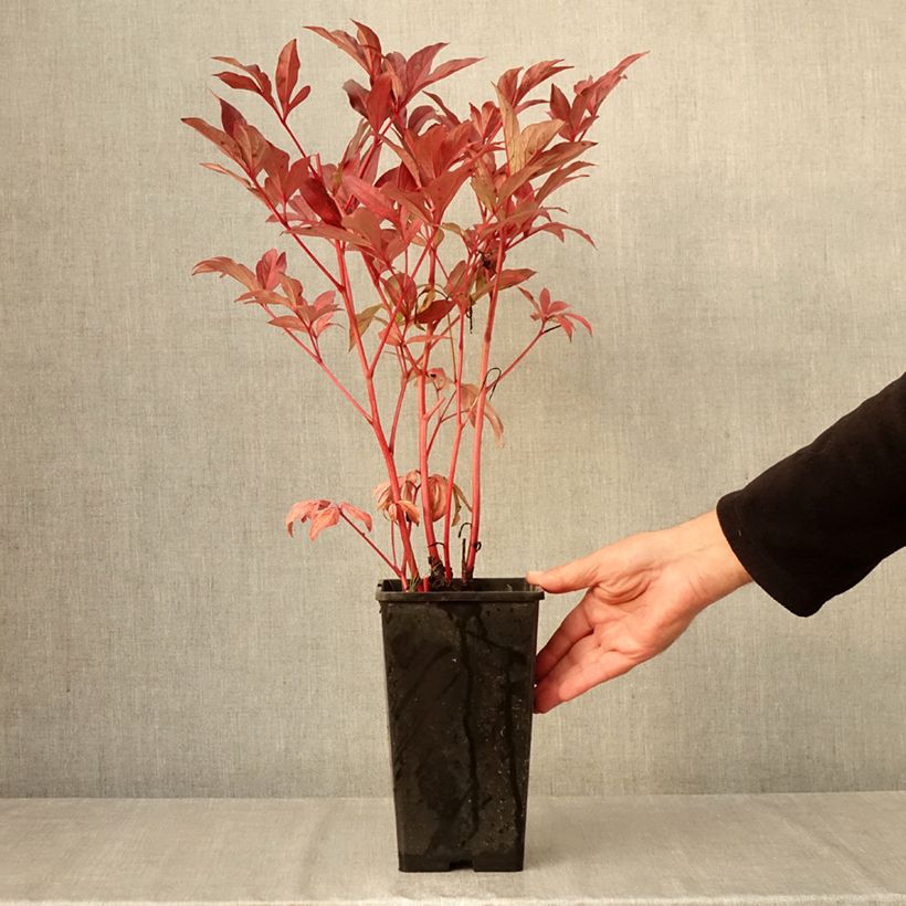 Esimerkki syksyllä toimitetusta Kiinanpioni Paeonia 3 litran/4 litran ruukku-taimesta