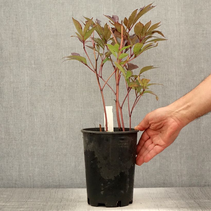 Esimerkki kesällä toimitetusta Kiinanpioni Paeonia 3 litran/4 litran ruukku-taimesta