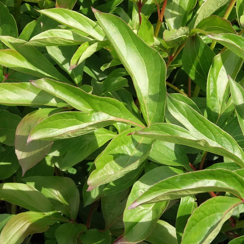 Kiinanpioni Nymphe (Lehvistö)