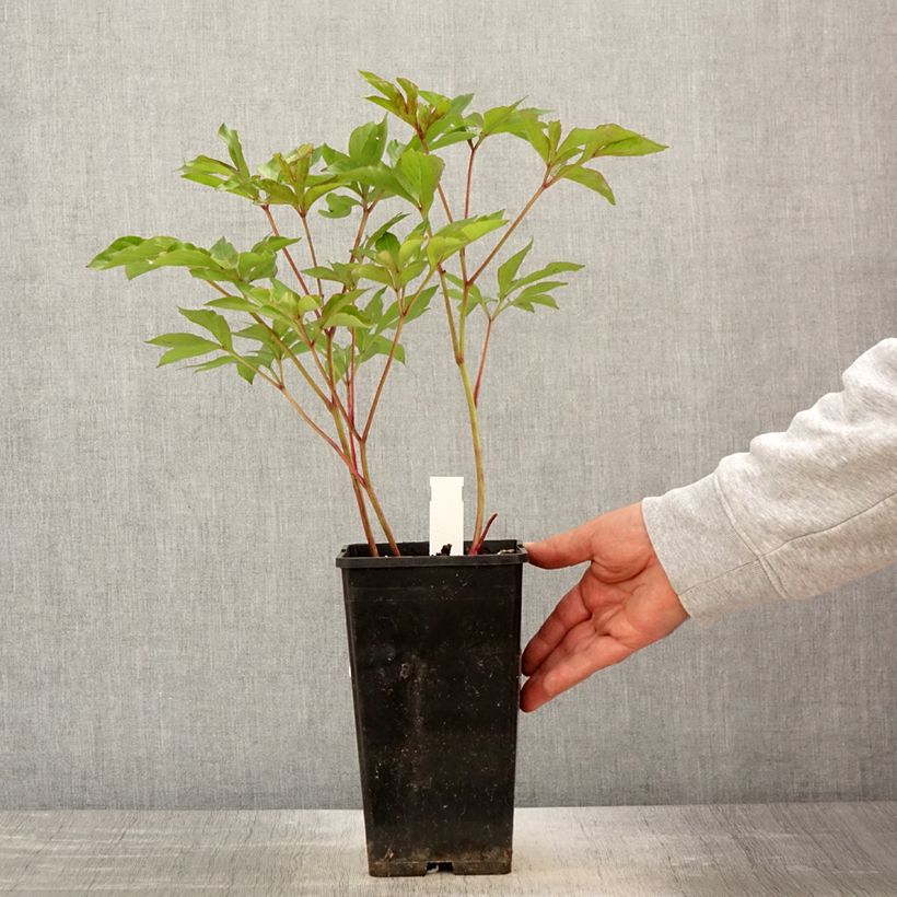 Esimerkki keväällä toimitetusta Kiinanpioni Nymphe Pot de 3L/4L-taimesta