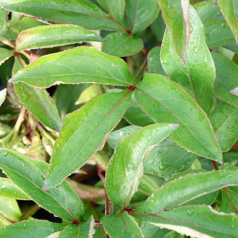 Kiinanpioni Red Charm (Lehvistö)